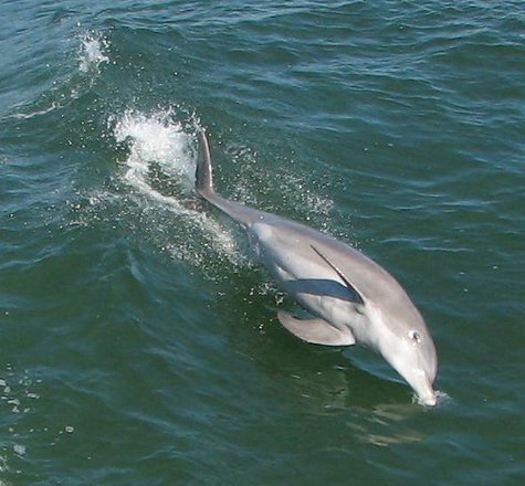 Dolphin and Sea Life Cruise